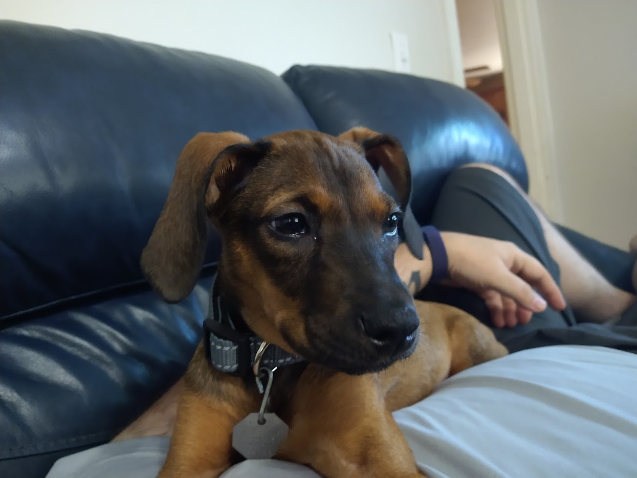 Luna, our German Shepherd - Beagle (?) mix pup